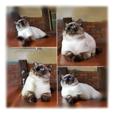 Sweety Cats Kennel PL 3