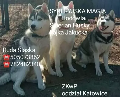 Syberyjka Magia 6