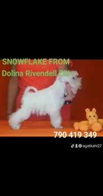Dolina RIvendell FCI 9