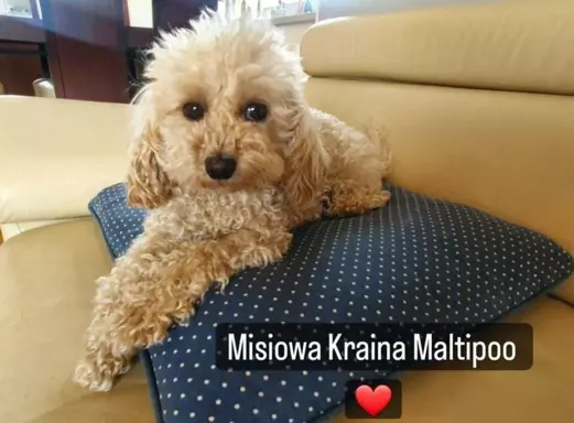 Hodowla - Misiowa Kraina Maltipoo 1