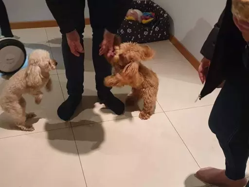 Hodowla - Misiowa Kraina Maltipoo 6