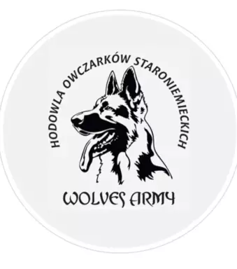 Hodowla owczarków staroniemieckich Wolves Army 3