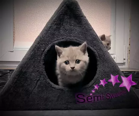 Hodowla - Semi Sweet*PL 3