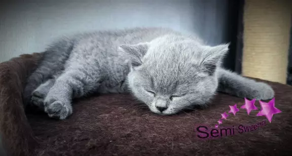 Hodowla - Semi Sweet*PL 7