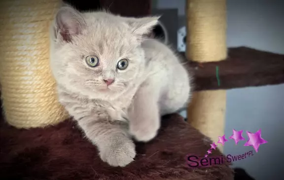 Hodowla - Semi Sweet*PL 8