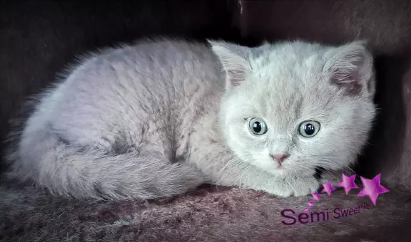 Hodowla - Semi Sweet*PL 9