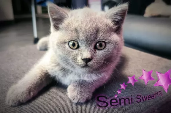 Hodowla - Semi Sweet*PL 10