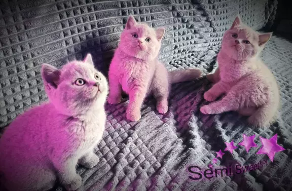 Hodowla - Semi Sweet*PL 2