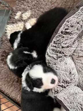 Border collie 6