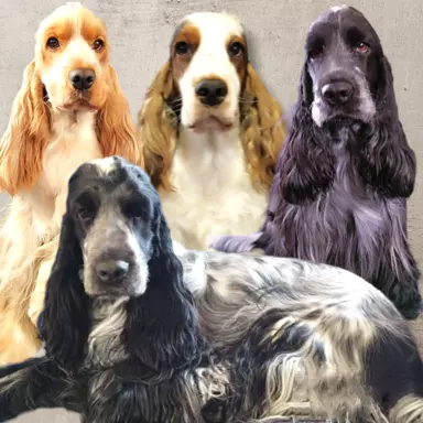 HAPPY COCKER 5