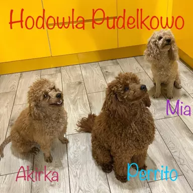 Hodowla - Pudelkowo 4