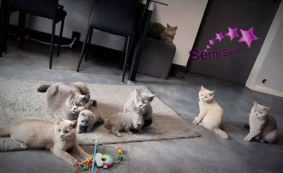 Hodowla - Semi Sweet*PL 1