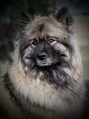 Shaggy Fluff (FCI) 2