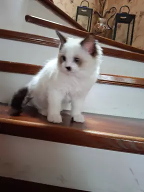 Nobilis Cattus 8