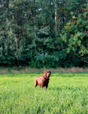 Hodowla - Mój Labrador PL 7