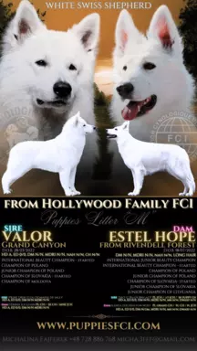 Hodowla - from Hollywood Family FCI 2