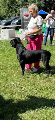 Hodowla - Moskiewski Pies Stróżujący I Cane Corso 2