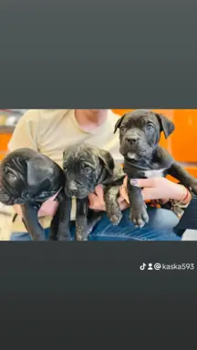 Hodowla - Moskiewski Pies Stróżujący I Cane Corso 3