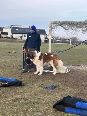 Hodowla - Moskiewski Pies Stróżujący I Cane Corso 6