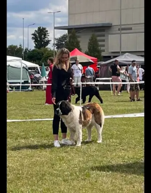 Hodowla - Moskiewski Pies Stróżujący I Cane Corso 8