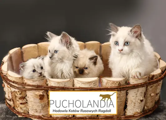 Hodowla - Hodowla kotów rasowych Ragdoll Pucholandia 1