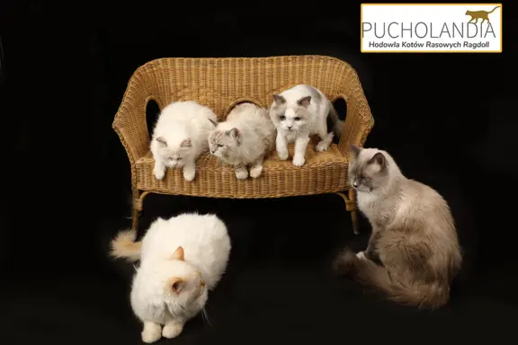 Hodowla - Hodowla kotów rasowych Ragdoll Pucholandia 2