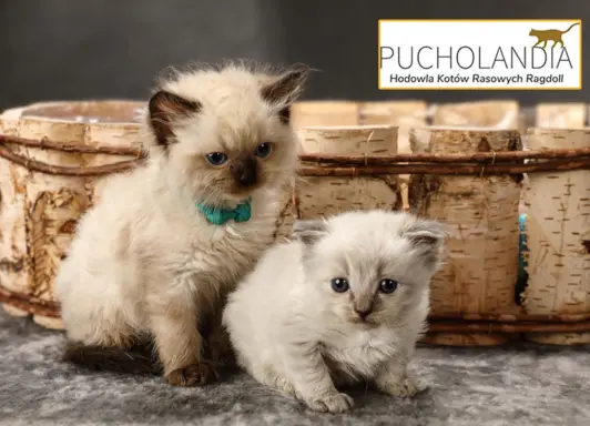 Hodowla - Hodowla kotów rasowych Ragdoll Pucholandia 3