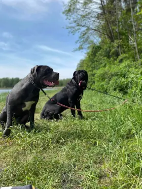 Hodowla - Top-Line Cane Corso 2