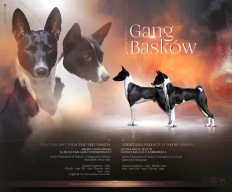 Hodowla - Gang Basków FCI 5