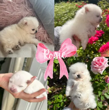 Petite Poms 4