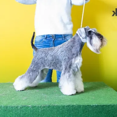 Sznaucer miniaturowy pieprz i sól 1