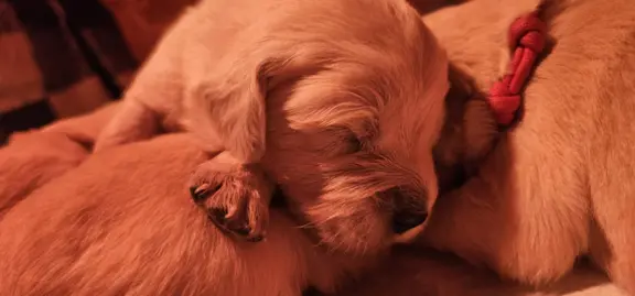 Velvet Puppies (FCI) 1