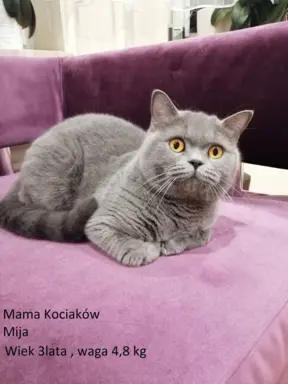 Hodowla Koty Brytyjskie Pańci Agi 1