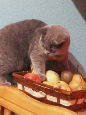 Hodowla Koty Brytyjskie Pańci Agi 2