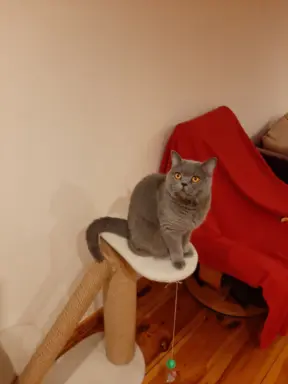 Hodowla Koty Brytyjskie Pańci Agi 3