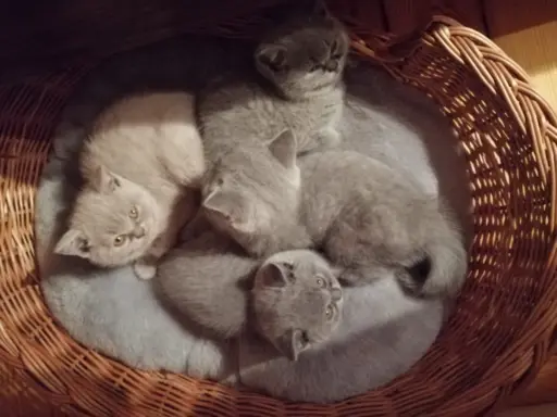 Hodowla Koty Brytyjskie Pańci Agi 5