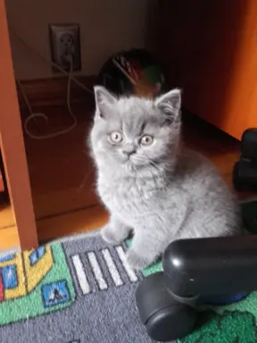 Hodowla Koty Brytyjskie Pańci Agi 6