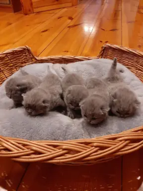 Hodowla Koty Brytyjskie Pańci Agi 7