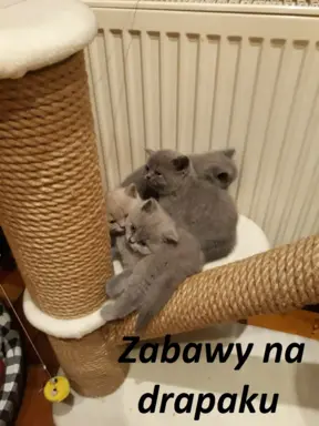 Hodowla Koty Brytyjskie Pańci Agi 8