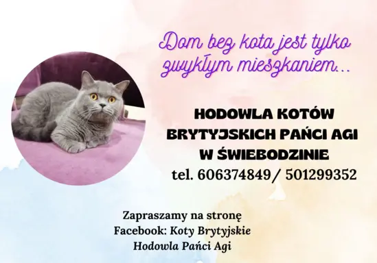 Hodowla Koty Brytyjskie Pańci Agi 9