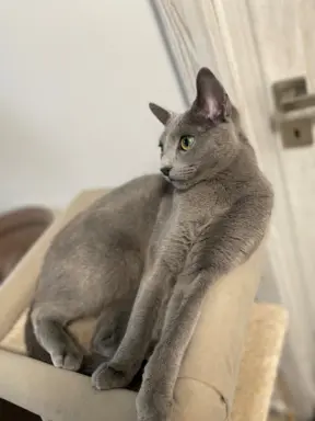 Piękna Blue PL 3