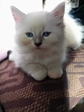 Hodowla kotów rasowych Ragdoll Pucholandia 8