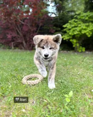 Kureshufuka Akita Inu Kennel 1