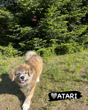 Kureshufuka Akita Inu Kennel 2