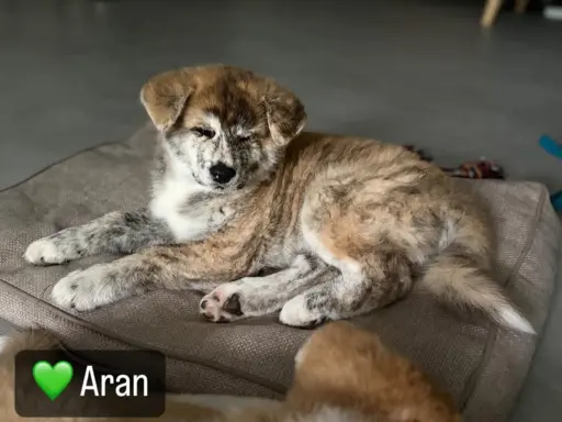 Kureshufuka Akita Inu Kennel 6