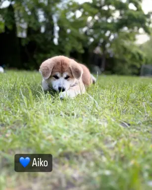 Kureshufuka Akita Inu Kennel 7