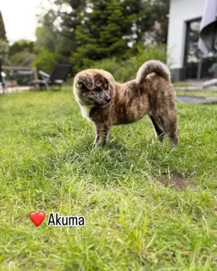 Kureshufuka Akita Inu Kennel 8