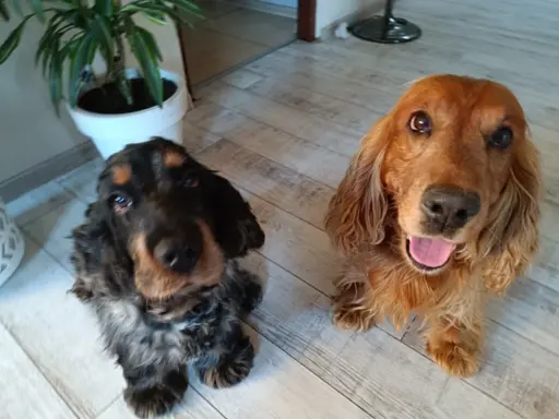 Spanielowice 2