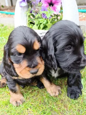 Spanielowice 1