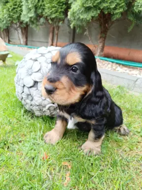 Spanielowice 3